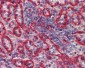 HLA-E Antibody (clone MEM-E/07)